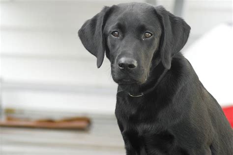 do labrador retriever shed